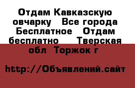 Отдам Кавказскую овчарку - Все города Бесплатное » Отдам бесплатно   . Тверская обл.,Торжок г.